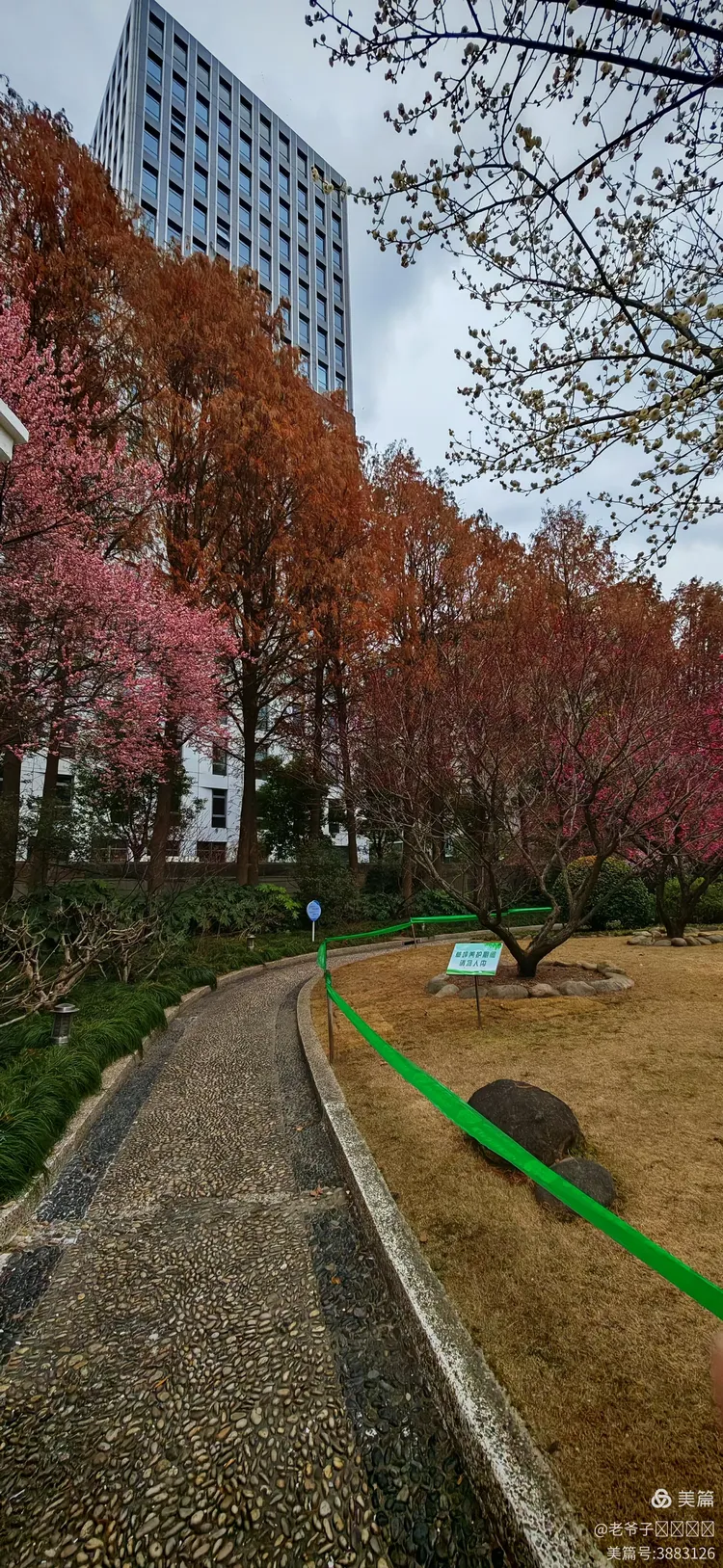 上海梅川公园梅花展之旅